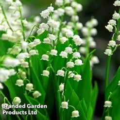 Summer Colour Bundle 9 Summer Colour Bundle -Vedicayur Store CONV MAJALISWH S34206