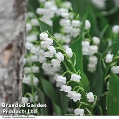 Summer Colour Bundle 13 Summer Colour Bundle -Vedicayur Store CONV MAJALISWH T14006