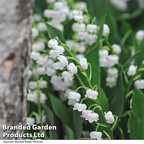 Summer Colour Bundle 7 Summer Colour Bundle - Image 7