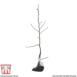 Copper Beech (Hedging) -Vedicayur Store COPP T70276 P