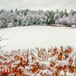Copper Beech (Hedging) -Vedicayur Store COPP t70276 C