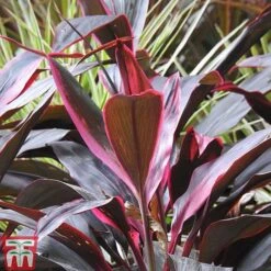 Cordyline 'Tango' -Vedicayur Store CORD TKA2884 A