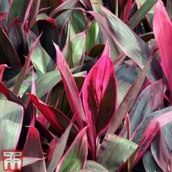 Cordyline 'Tango' -Vedicayur Store CORD TKA2884 B