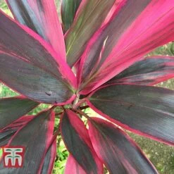 Cordyline 'Tango' -Vedicayur Store CORD TKA2884 E