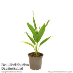Cordyline 'Conga' (House Plant) 9 Cordyline 'Conga' (House Plant) -Vedicayur Store CORD CONGA10CM T52109