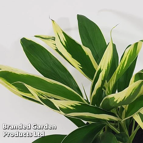 Cordyline 'Conga' (House Plant) 1 Cordyline 'Conga' (House Plant)