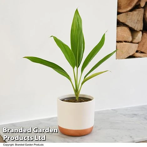 Cordyline 'Conga' (House Plant) 3 Cordyline 'Conga' (House Plant) - Image 3