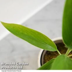 Cordyline 'Conga' (House Plant) 8 Cordyline 'Conga' (House Plant) -Vedicayur Store CORD CONGA T52112