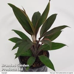 Cordyline 'Rumba' (House Plant) 13 Cordyline 'Rumba' (House Plant) -Vedicayur Store CORD RUMBA10CM S50426