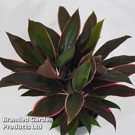 Cordyline 'Rumba' (House Plant) 2 Cordyline 'Rumba' (House Plant) - Image 2