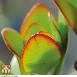 Crassula Ovata -Vedicayur Store CRAS KB2121 C