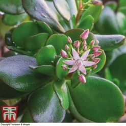Crassula Ovata -Vedicayur Store CRAS KB2121 D