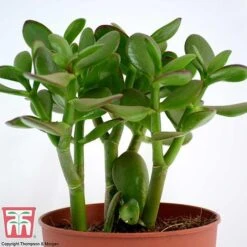 Crassula Ovata -Vedicayur Store CRAS KB2121 G