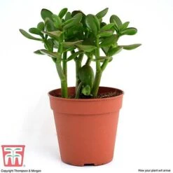 Crassula Ovata -Vedicayur Store CRAS KB2121 H