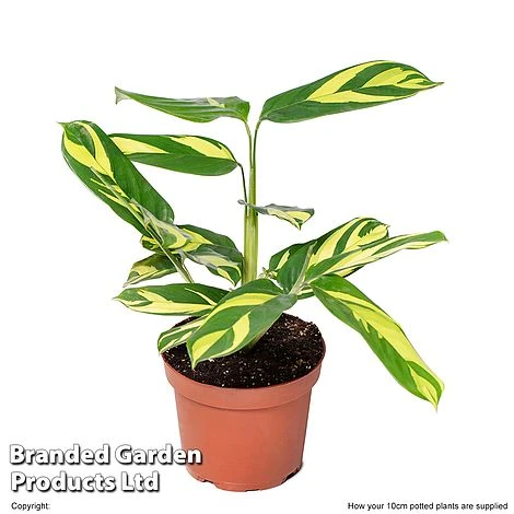 Ctenanthe 'Golden Mosaic' 2 Ctenanthe 'Golden Mosaic' - Image 2