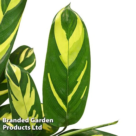 Ctenanthe 'Golden Mosaic' 1 Ctenanthe 'Golden Mosaic'