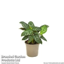 Ctenanthe Oppenheimiana -Vedicayur Store CTEN OPPEN10CM T520981