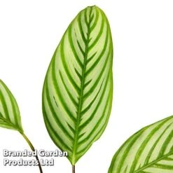 Ctenanthe Oppenheimiana -Vedicayur Store CTEN OPPENHEIM S50432