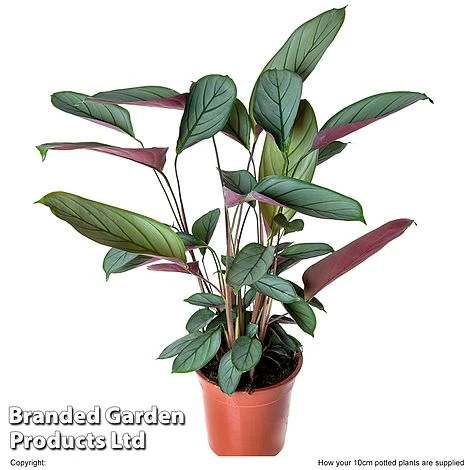 Ctenanthe Setosa 1 Ctenanthe Setosa