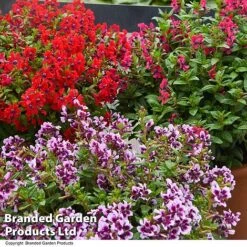 Cuphea 'Sweet Talk Collection' -Vedicayur Store CUPH SWEETTALK T41802