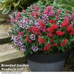 Cuphea 'Sweet Talk Collection' -Vedicayur Store CUPH SWEETTALK T51694