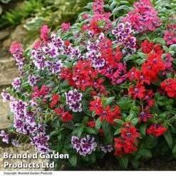 Cuphea 'Sweet Talk Collection' -Vedicayur Store CUPH SWEETTALK T51697