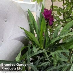 Curcuma 'Skyline' -Vedicayur Store CURC SKYLINE T50577