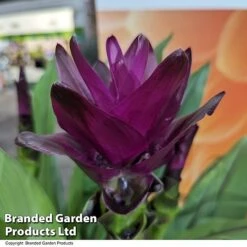 Curcuma 'Skyline' -Vedicayur Store CURC SKYLINE T50580