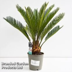 Cycas Revoluta -Vedicayur Store CYCA REVOL12CM T44726