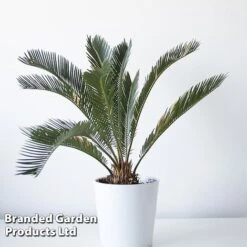 Cycas Revoluta -Vedicayur Store CYCA REVOLUTAE KF1208 A