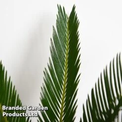 Cycas Revoluta -Vedicayur Store CYCA REVOLUTA T44729