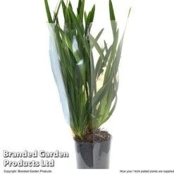 Cymbidium Sarah Jean Gx 'Ice Cascade' 9 Cymbidium Sarah Jean Gx 'Ice Cascade' -Vedicayur Store CYMB ICECA14CM T48022