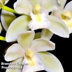 Cymbidium Sarah Jean Gx 'Ice Cascade' 8 Cymbidium Sarah Jean Gx 'Ice Cascade' -Vedicayur Store CYMB ICECASCAD W45405