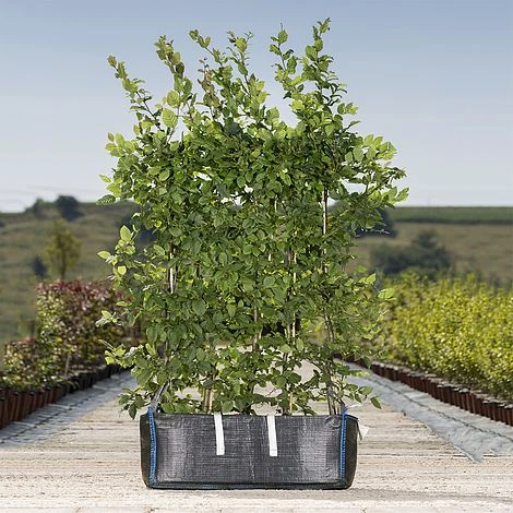 Hornbeam Ready Bag Instant Hedge 1m (pre-grown) 1 Hornbeam Ready Bag Instant Hedge 1m (pre-grown)