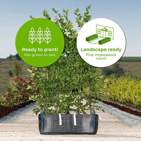 Hornbeam Ready Bag Instant Hedge 1m (pre-grown) 2 Hornbeam Ready Bag Instant Hedge 1m (pre-grown) - Image 2