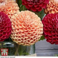 Dahlia 'Cornel Duo' -Vedicayur Store DAHL KB3285 C