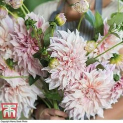 Dahlia 'Dinner Plate' Collection -Vedicayur Store DAHL WKB4101 G