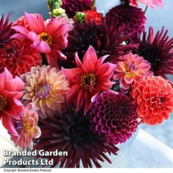 Dahlia 'Autumn Shades Mix' -Vedicayur Store DAHL AUTUMNSHA T44259
