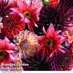 Dahlia 'Autumn Shades Mix' -Vedicayur Store DAHL AUTUMNSHA T44260