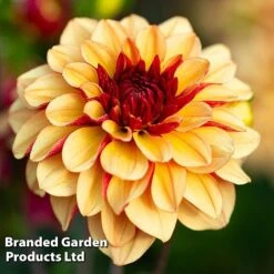 Dahlia Double Flowered Collection -Vedicayur Store DAHL CREMEDECO S442191