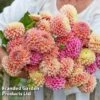 Dahlia 'Linda's Baby' Collection