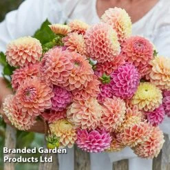 Dahlia 'Linda's Baby' Collection