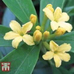 Daphne Gemmata 'Royal Crown' 5 Daphne Gemmata 'Royal Crown' -Vedicayur Store DAPH T79753 B