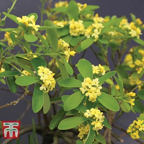 Daphne Gemmata 'Royal Crown' 1 Daphne Gemmata 'Royal Crown'