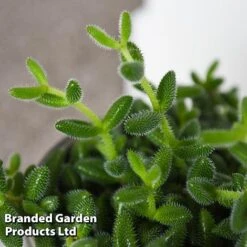 Delosperma Echinatum -Vedicayur Store DELO ECHINATUM T45113D