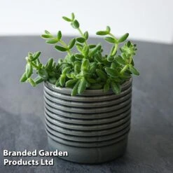 Delosperma Echinatum -Vedicayur Store DELO ECHINATUM T45115B