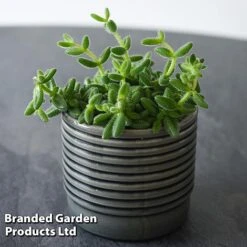 Delosperma Echinatum -Vedicayur Store DELO ECHINATUM T45116A