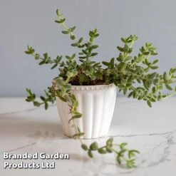 Delosperma Echinatum -Vedicayur Store DELO ECHINATUM WKF1163