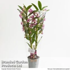 Dendrobium Nobile 'Sunny Eye' -Vedicayur Store DEND SUNNY12CM T49608