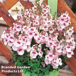 Diascia 'Divara Collection' -Vedicayur Store DIAS DIVBLUSH S45555